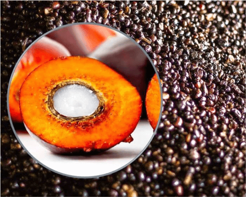 Kami menyediakan dan memasok Palm Kernel atau inti/biji buah kelapa sawit yang dapat dimakan & diolah menjadi Palm Kernel Oil